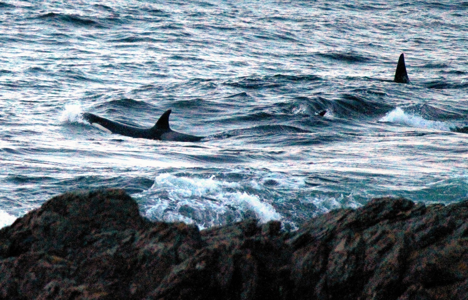 Killer whales off North East coast. David Beedie