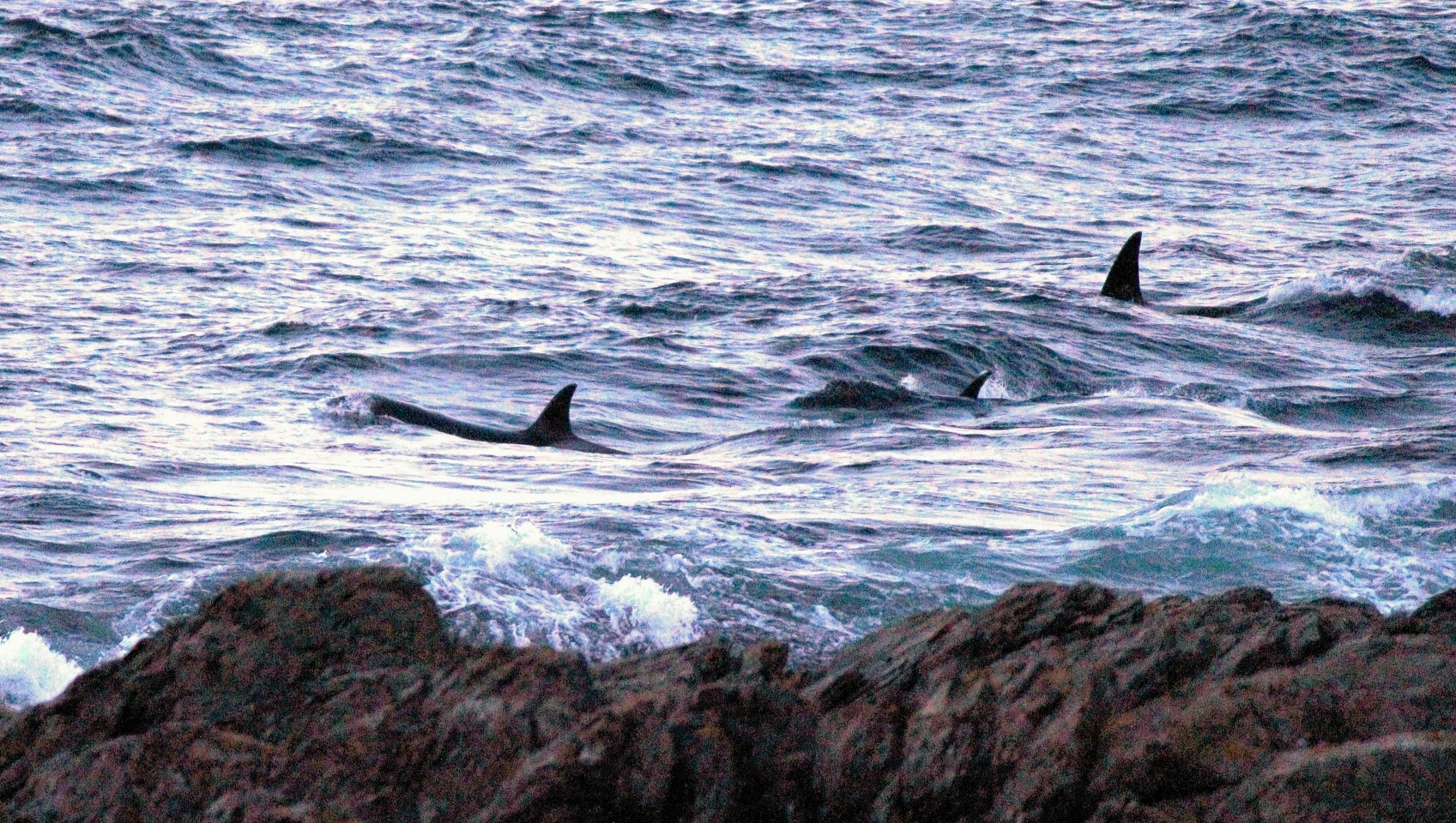 Killer whales off North East coast. David Beedie