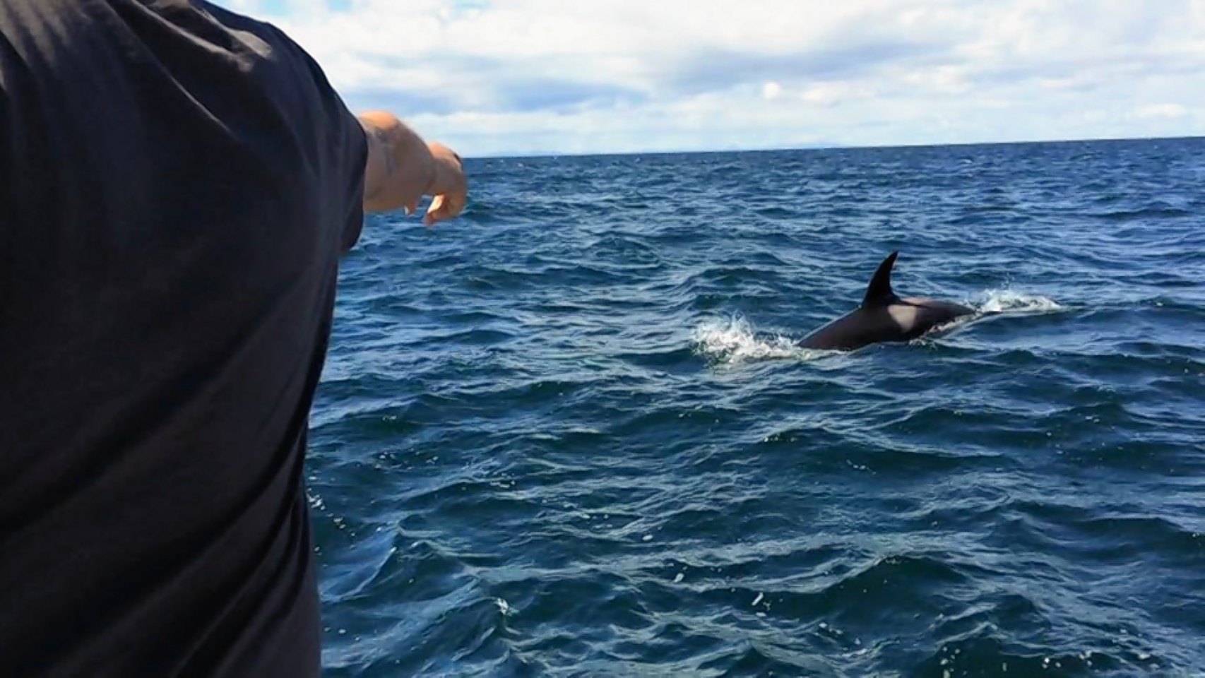 The Buckie family feed the killer whales off the Moray coast