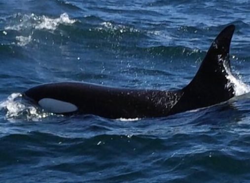 Killer whales off the Scottish coast