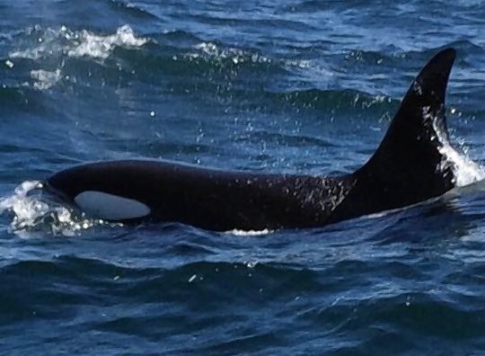 Killer whales frequently visit Scotland, with this picture showing a previous visitor to the Moray Firth