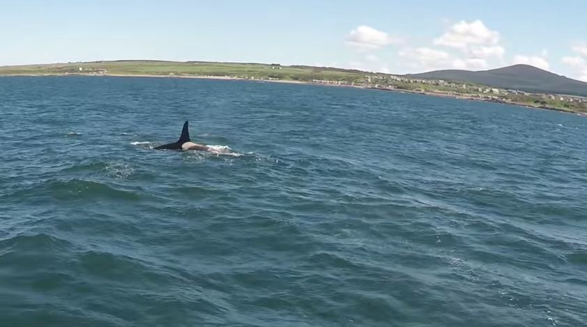 One of the killer whales filmed near Buckie