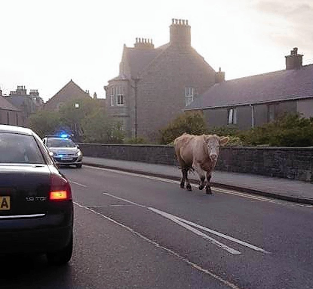 A rampaging bull injured a woman and chased a jogger through the streets of the Shetland capital, Lerwick. Police officers, including some in patrol cars, pursued the beast for several hours. The drama came to an end when a cow was brought in to calm the bull down.