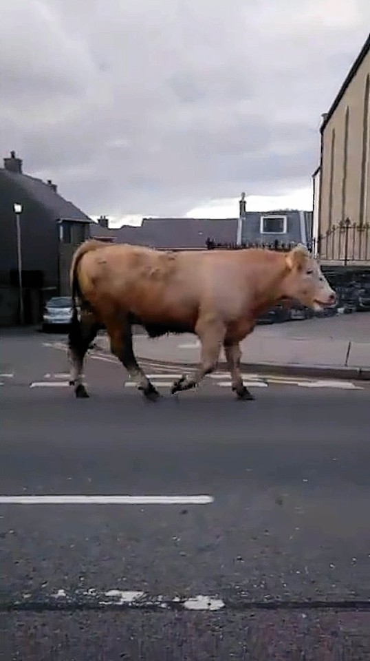 A rampaging bull injured a woman and chased a jogger through the streets 