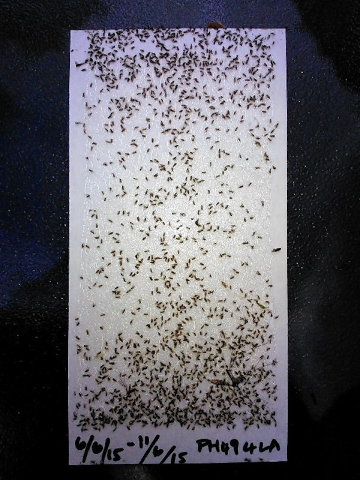 They may have been slow in coming but midges have bitten into summer with a vengeance - as these pictures show.