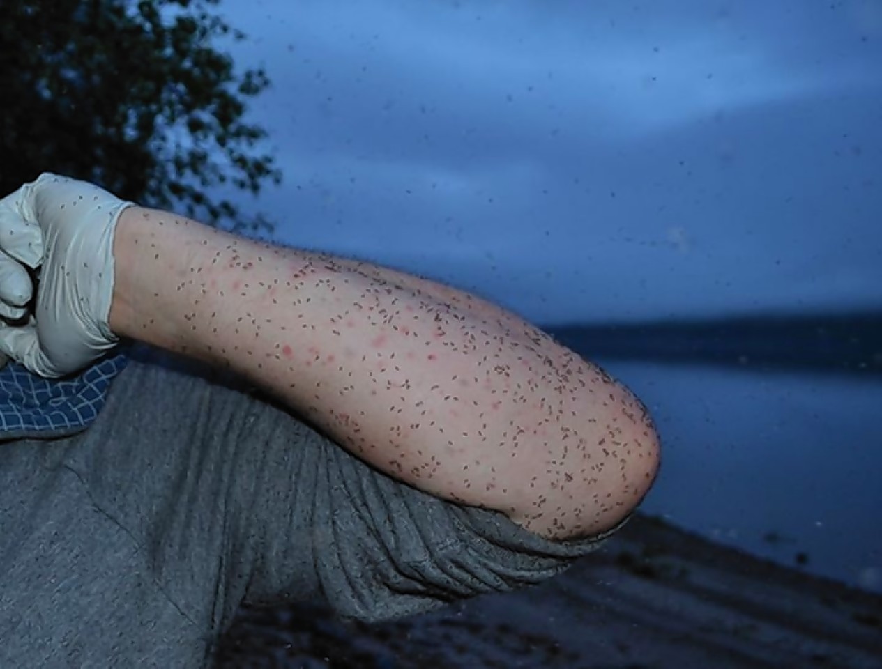 Midges feasting on human blood