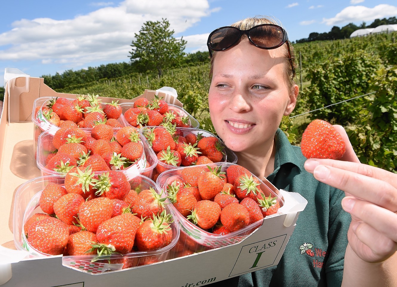 Rasa Vaitiekute of the Westerhardmuir Fruit Farm enjoyed the Nairn sunshine yesterday with some ripe strawberries.