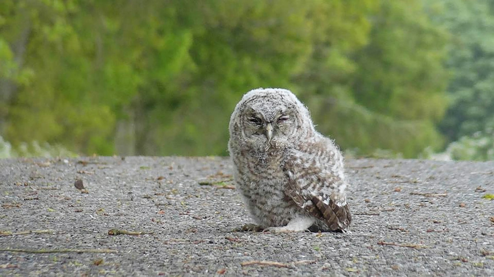 THIS is the moment a 20-ton tractor was stopped in its tracks by a 1lb baby owl. The stubborn tawny owlet decided to sit in the middle of a single-track road in the hamlet of Dalqueich