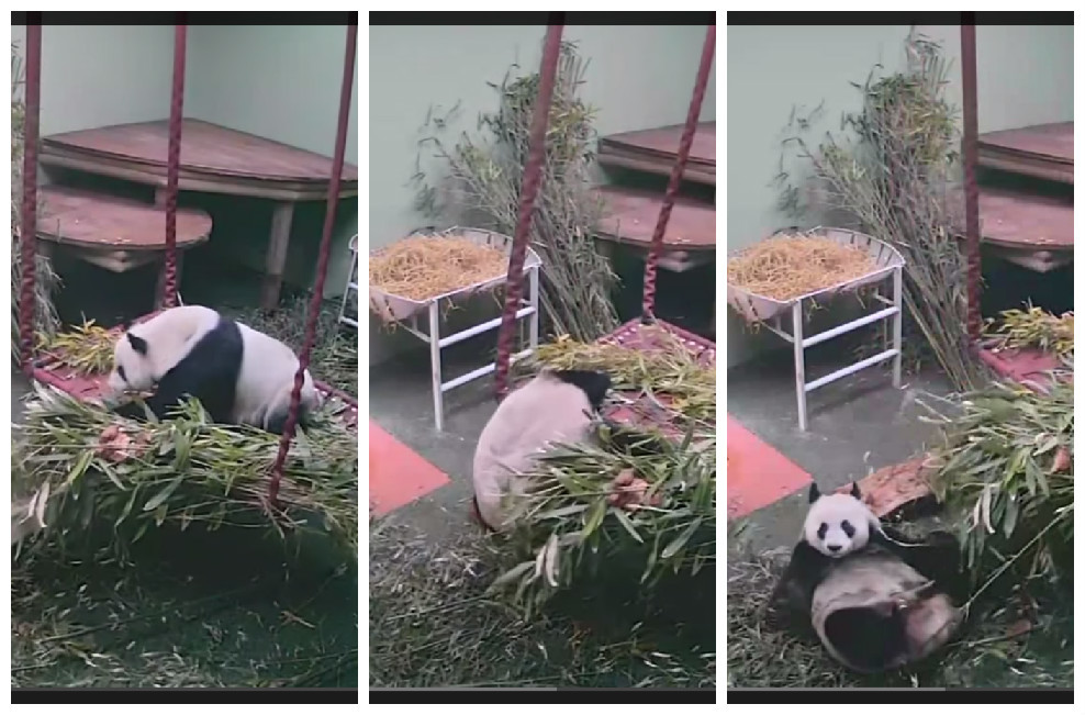 Tian Tian the Giant panda falls from her bed in Edinburgh Zoo