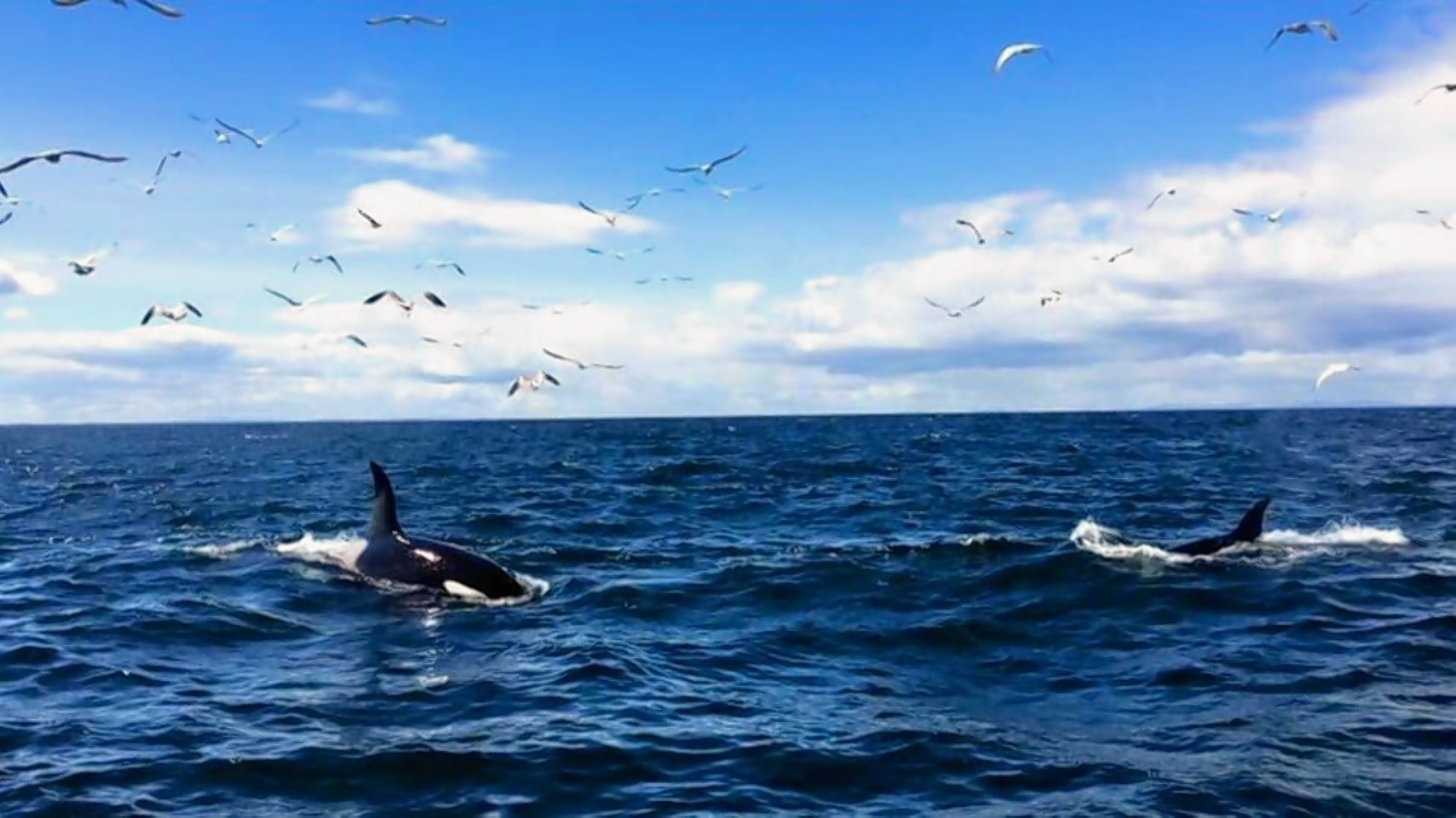 The killer whales were spotted off Portknockie