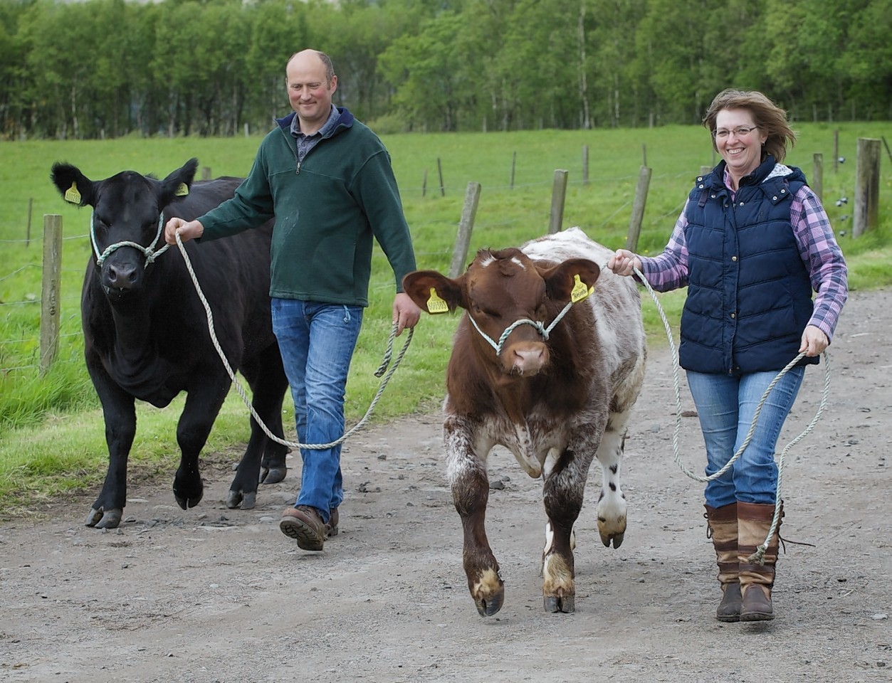 Richard and Carol Rettie training their entries for the Royal Highland Show