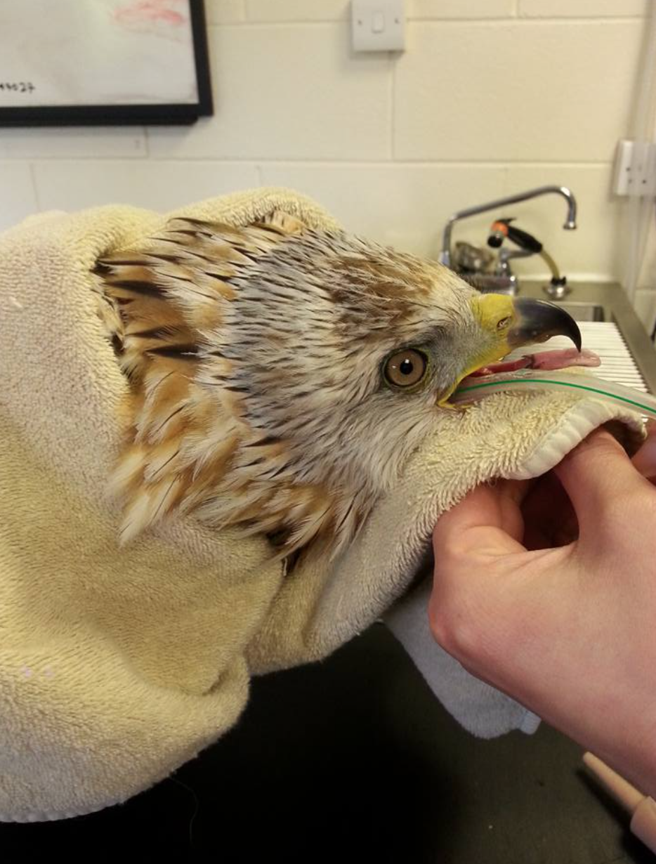 The bird was found hanging from a tree in the Angus Glens