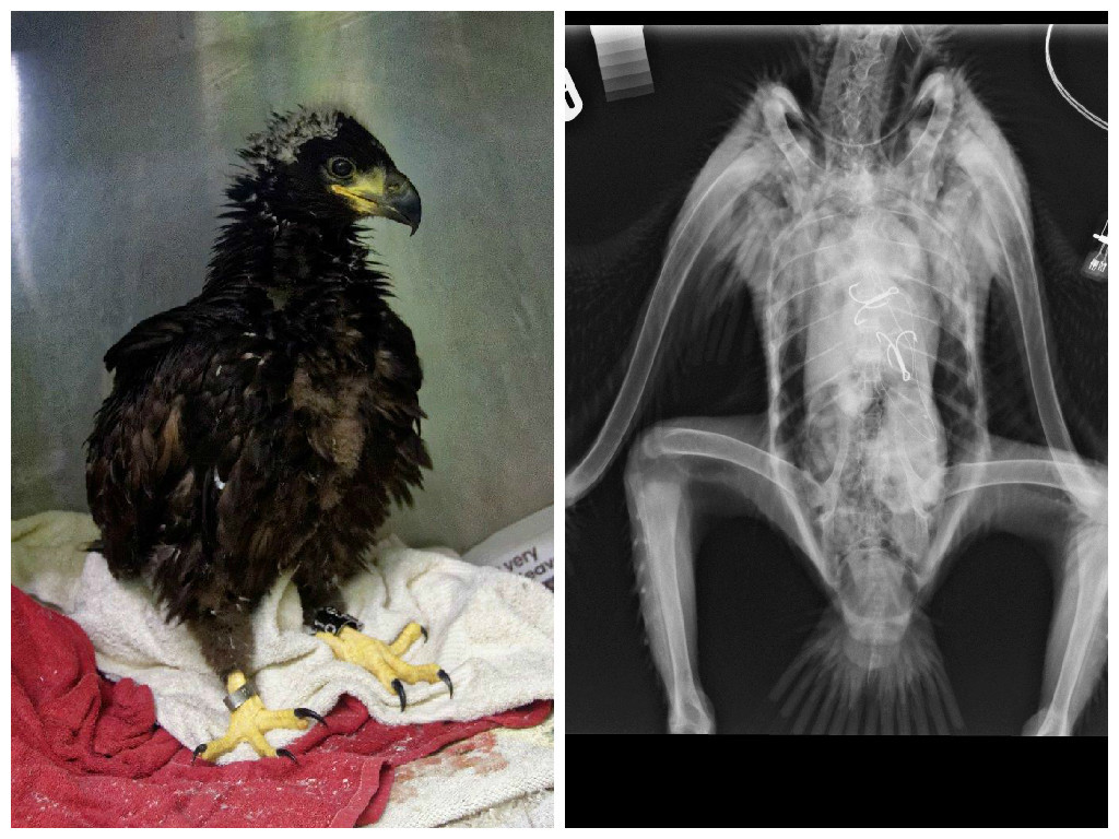 The x-ray showed the two hooks that the eagle had swallowed