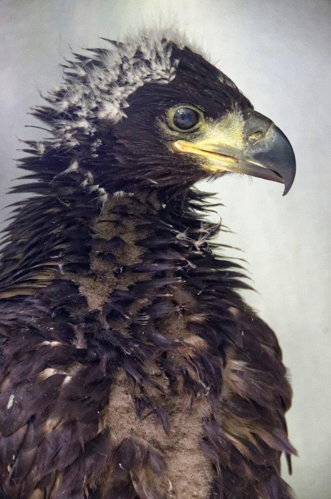 The sea eagle was also wrapped in fishing line when it was discovered