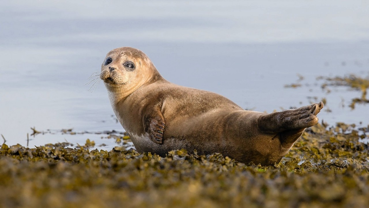 A SUNBATHING seal welcomed the first rays of summer by putting on a ultra-cute display of head-scratching and stretching.