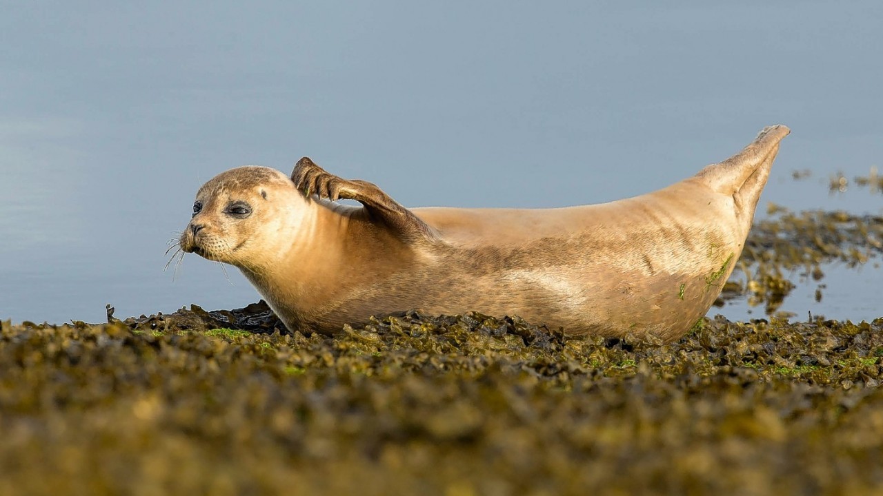 A SUNBATHING seal welcomed the first rays of summer by putting on a ultra-cute display of head-scratching and stretching.