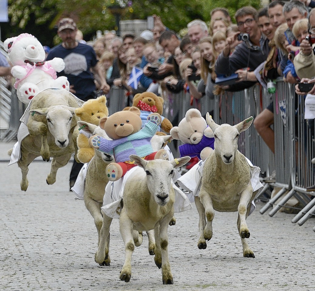 Teddy jockeys race along Fort William High Street  on their sheep