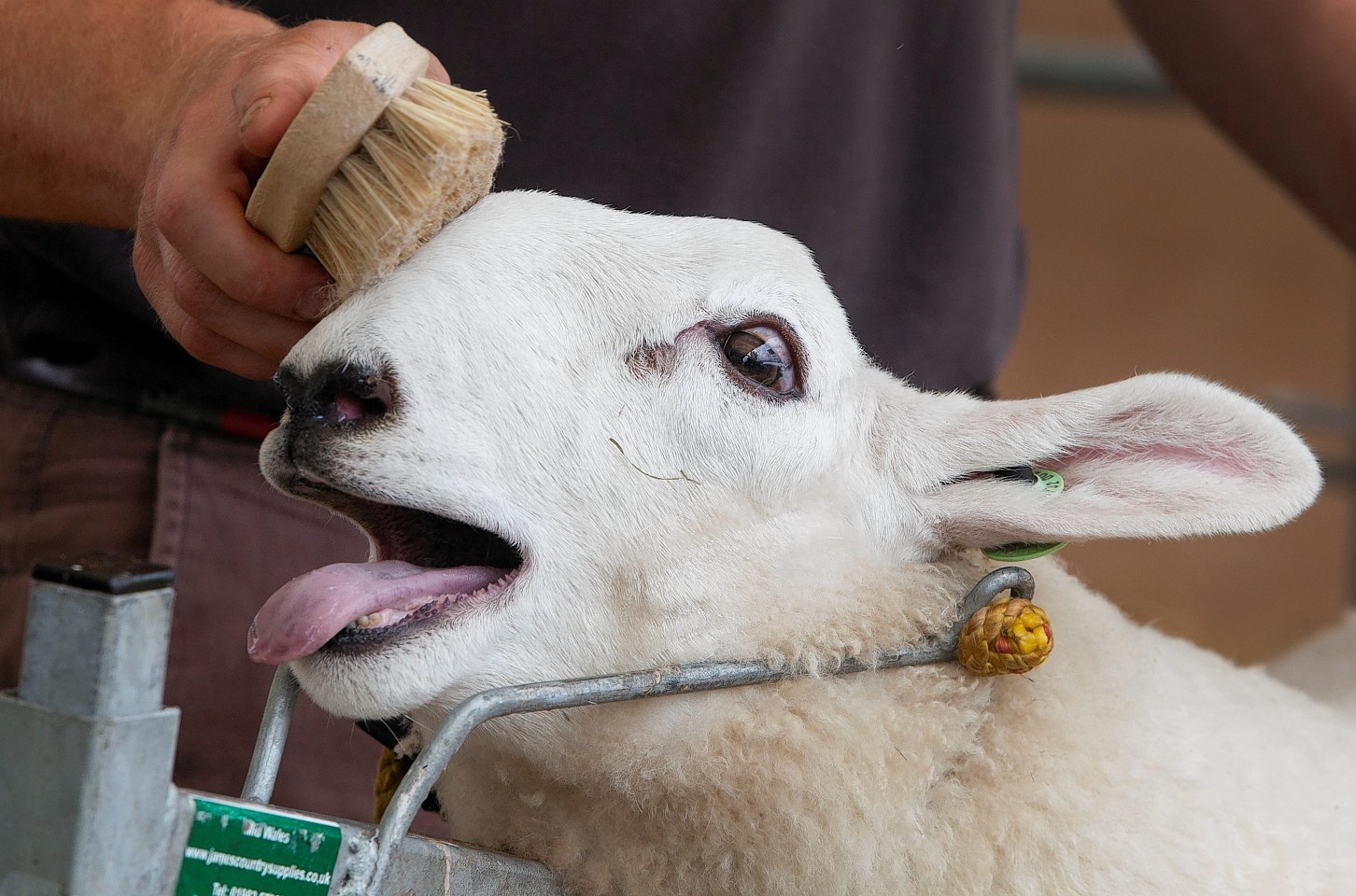 The sheep get ready for the big day