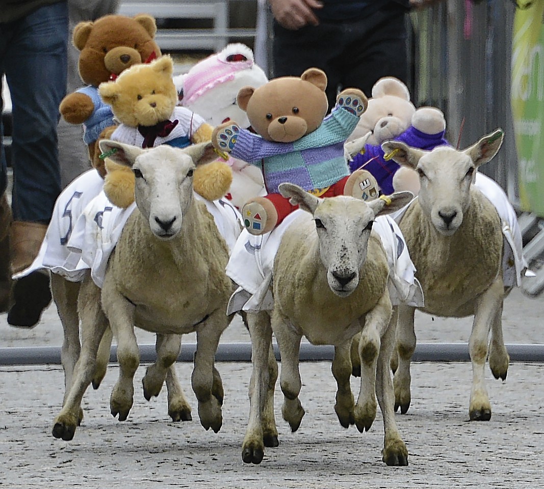 Teddy jockeys race along Fort William High Street  on their sheep