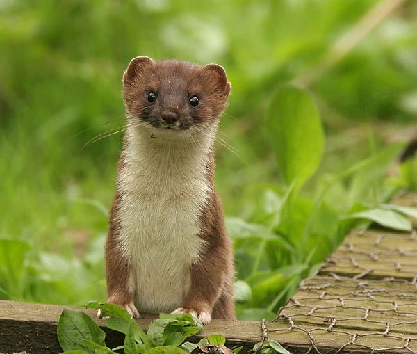SNH fears the introduction of stoats to the islands could cut wildlife tourism to the area