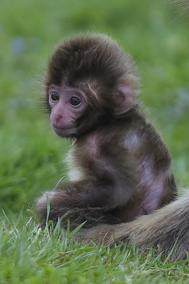 One of the Japanese macaque monkeys