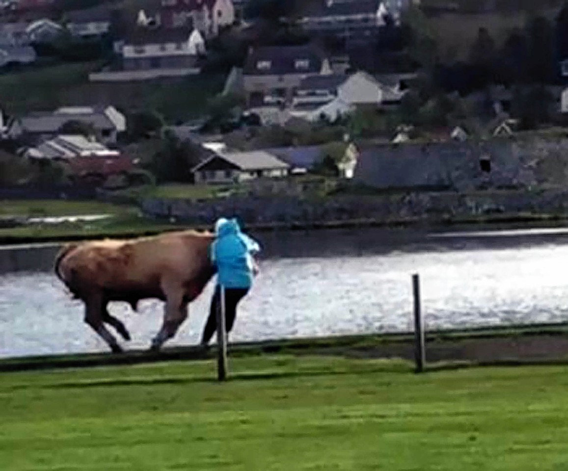Mary Thomason, 72, from Lerwick, is knocked off her feet by the rampaging bull. She was taken to hospital suffering from severe bruising to her chest. Doctors let her home the same night.