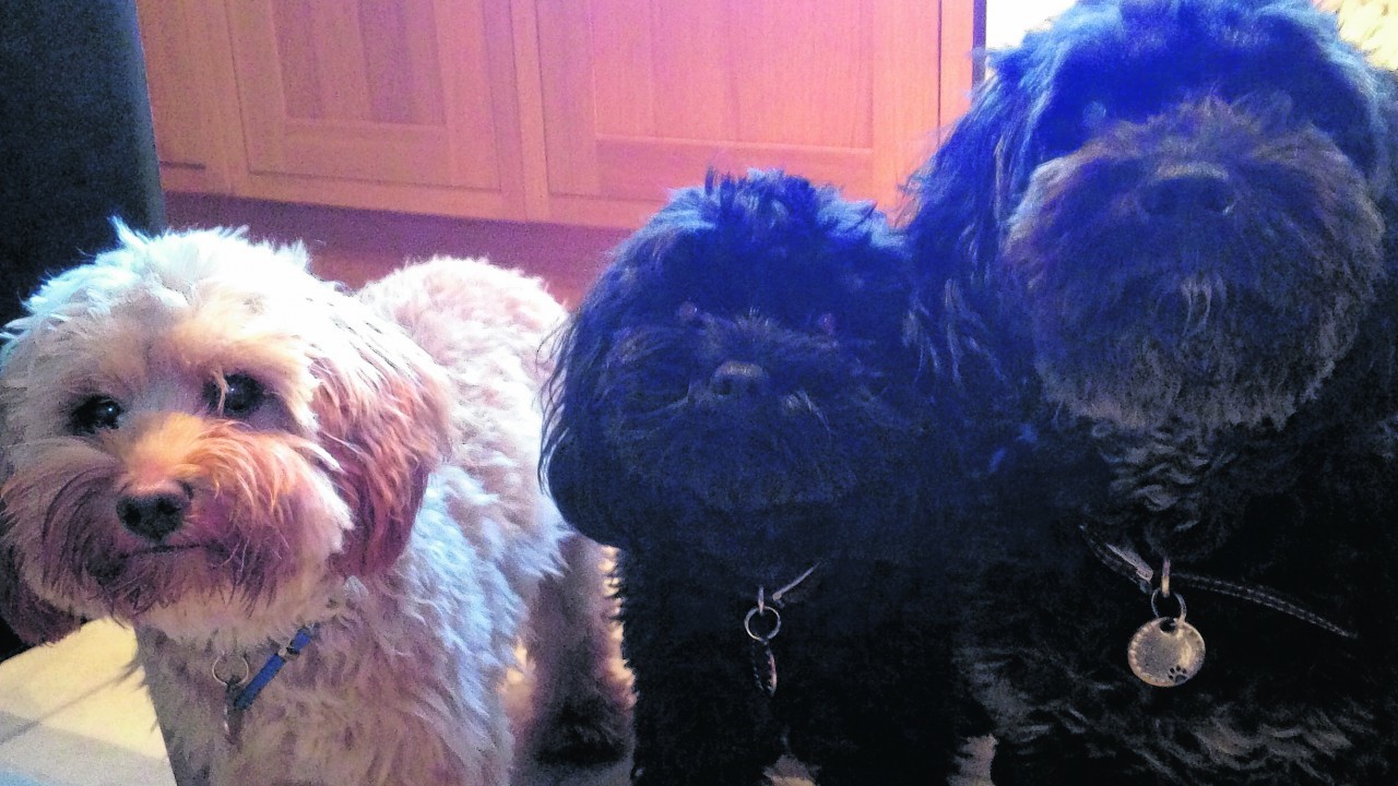 Aleckie, Jake and Marley the cavapoos live with Ivan and Karen in Fetterangus.