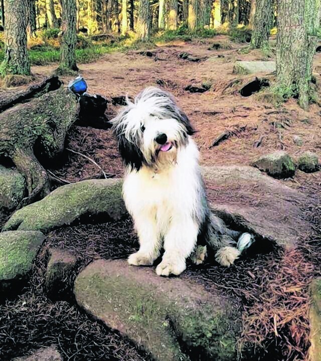 This is a photo of gorgeous dog Alfie on Bennachie.  He is owned by Peter and Janice Kirkbride of Belhelvie, Aberdeenshire. Alfie is a bearded collie.