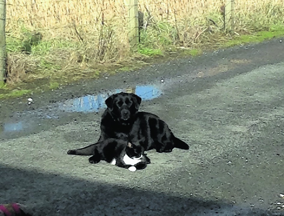 Molly the lab and Thistle the cat enjoying the sun at home with the Madigans in Uig, Skye.