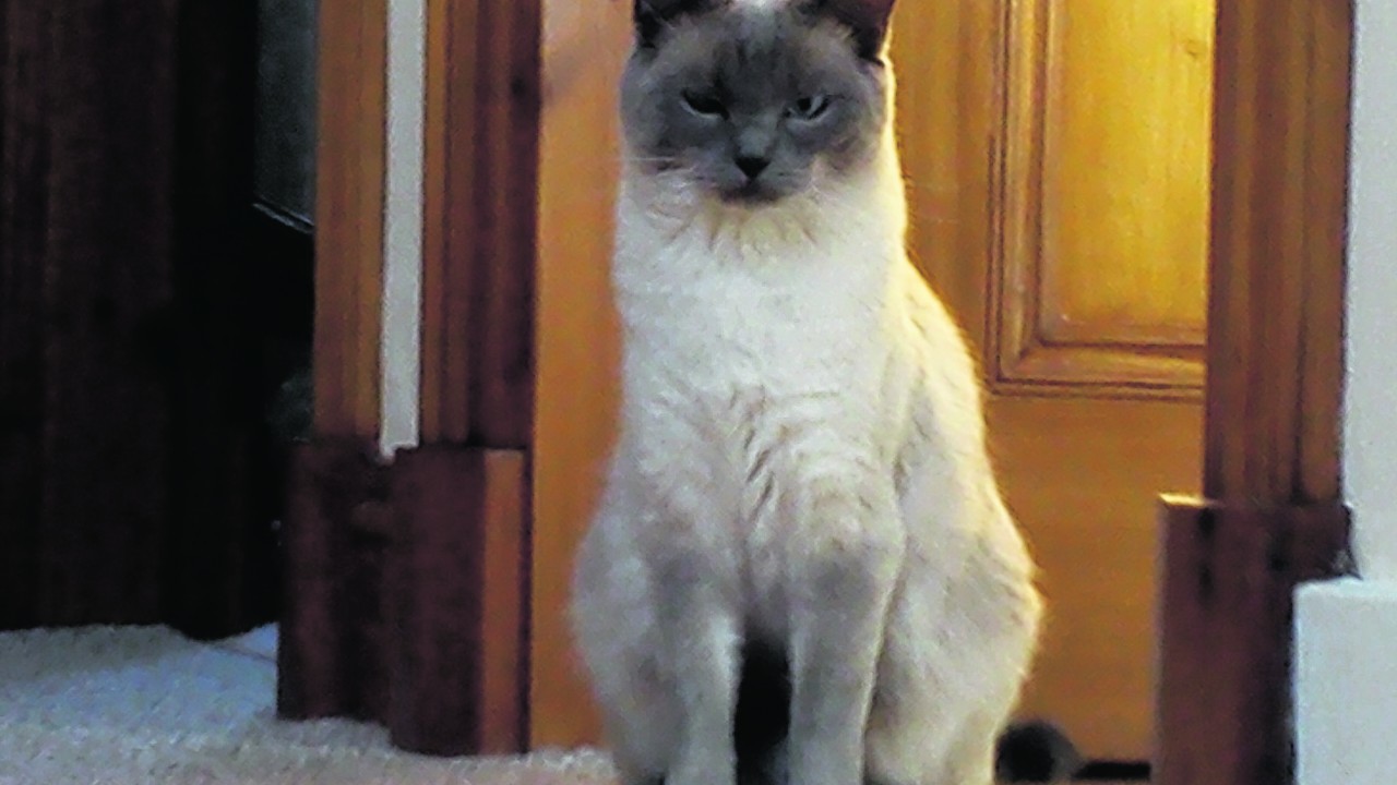 Skye, a blue point ragdoll cat, lives in New Deer, with Sookie and the Keith household.
