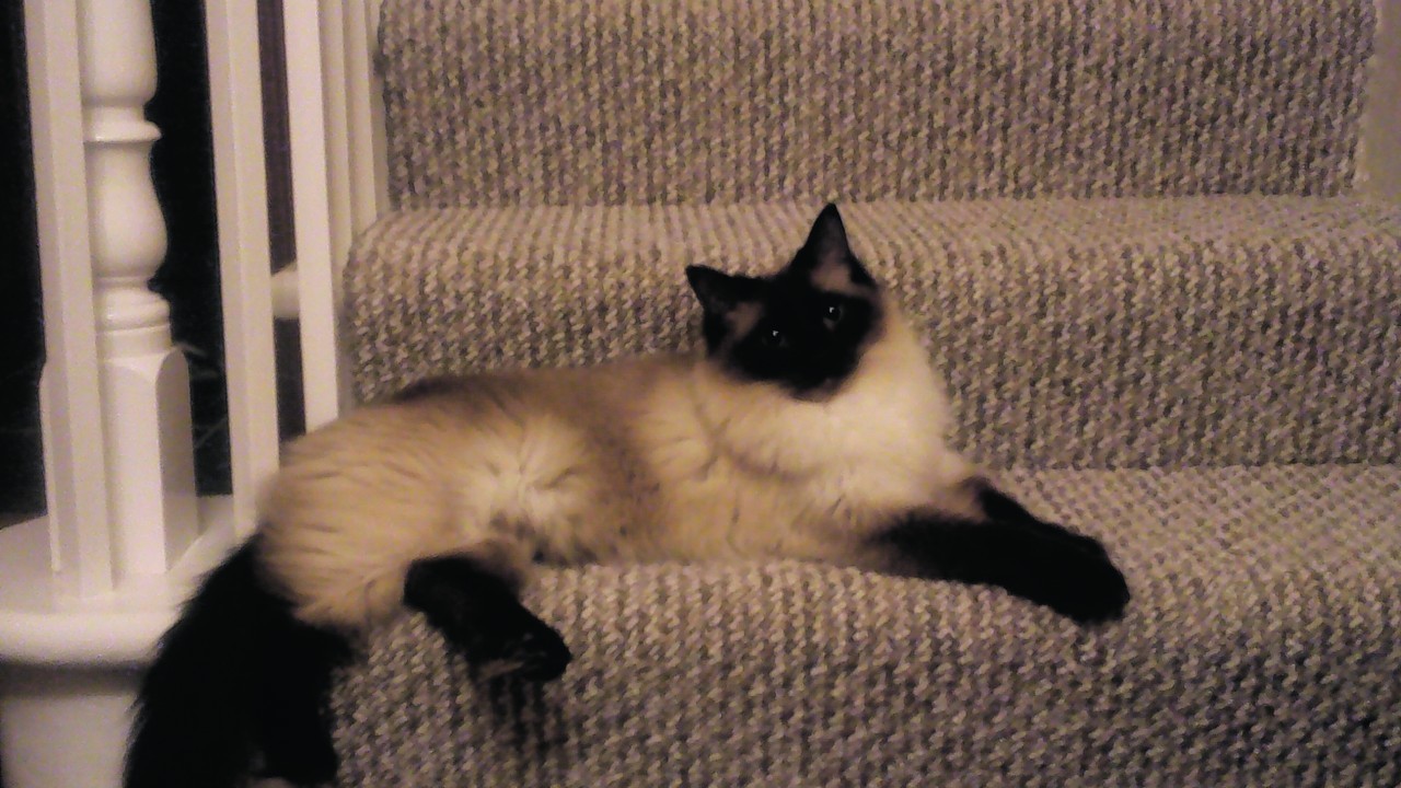 Sookie, a seal point ragdoll cat, lives  in New Deer, with Skye and the Keith household.