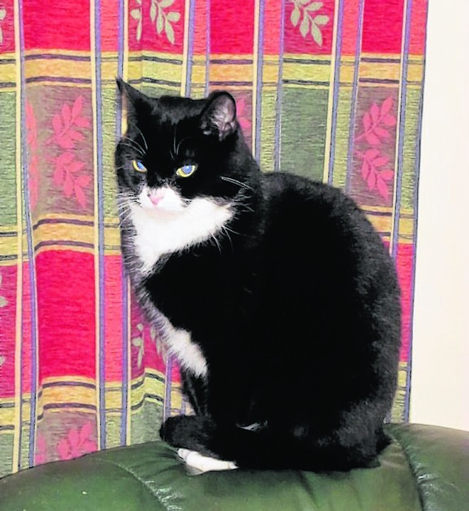 Eight-year-old Whiskers is a rescued cat who lives with Neil and Helen Macleod in Kiltarlity, Beauly.