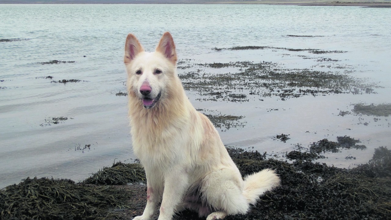 Yogi is a white German shepherd who lives in Stornoway, Lewis, with Debbie Bremner.