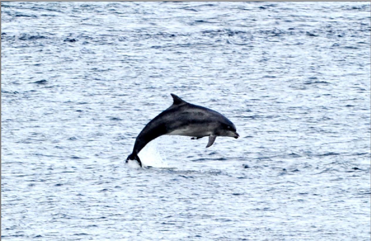 A dolphin near Torry