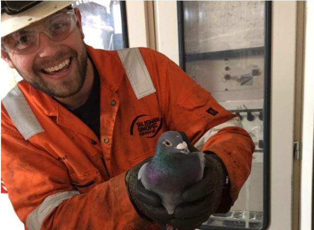 The pigeon, named Pedro by workers on the rig, was flown by helicopter to Aberdeen