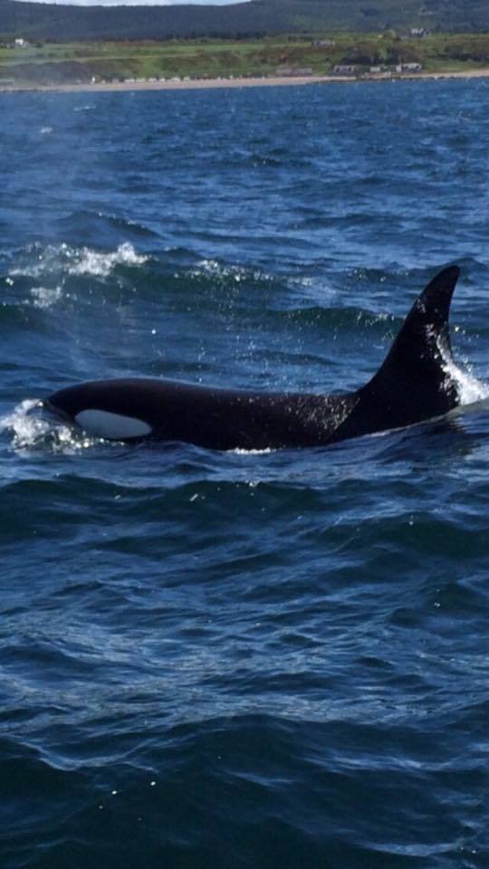 Killer whales off the Moray coast