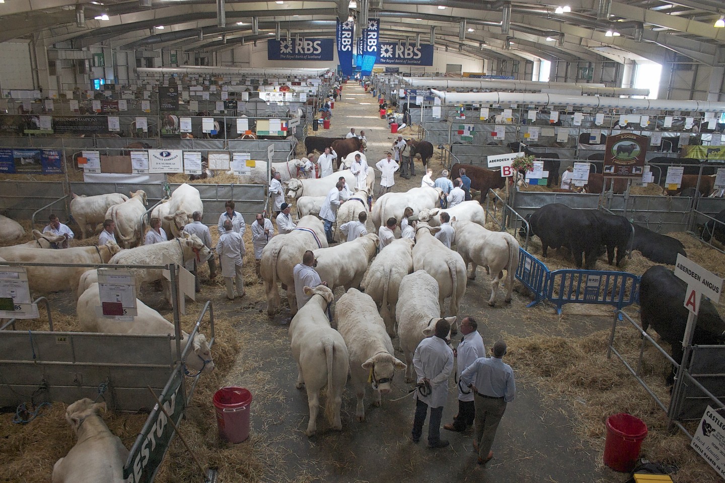 A packed livestock hall at the Royal Highland Show