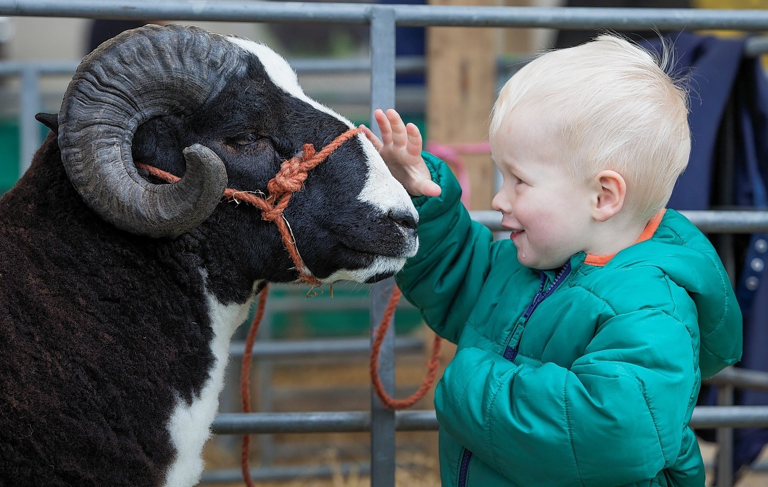 Two-year-old Douglas Marwick from Edinburgh with Border Viscount, a one-year-old Jacob sheep from Cumbria.
The Royal Highland Show gets underway as farmers from all over the UK bring their livestock to Edinburgh to showcase the country's greatest animals on the four day event