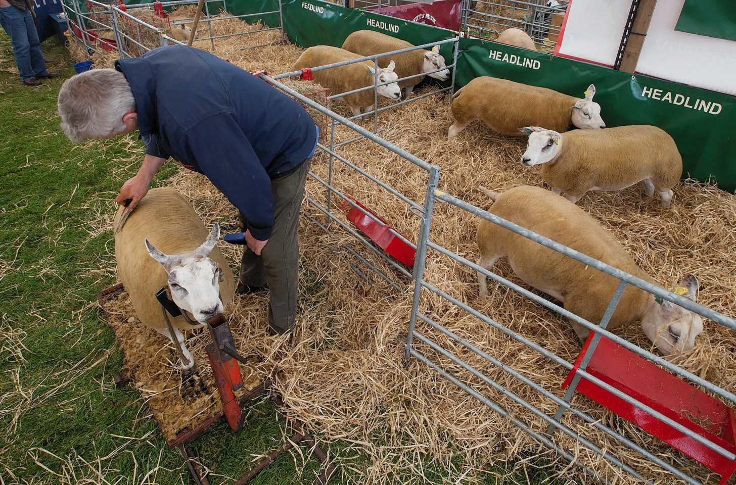 A Beltex sheep is sheered ready for the ring