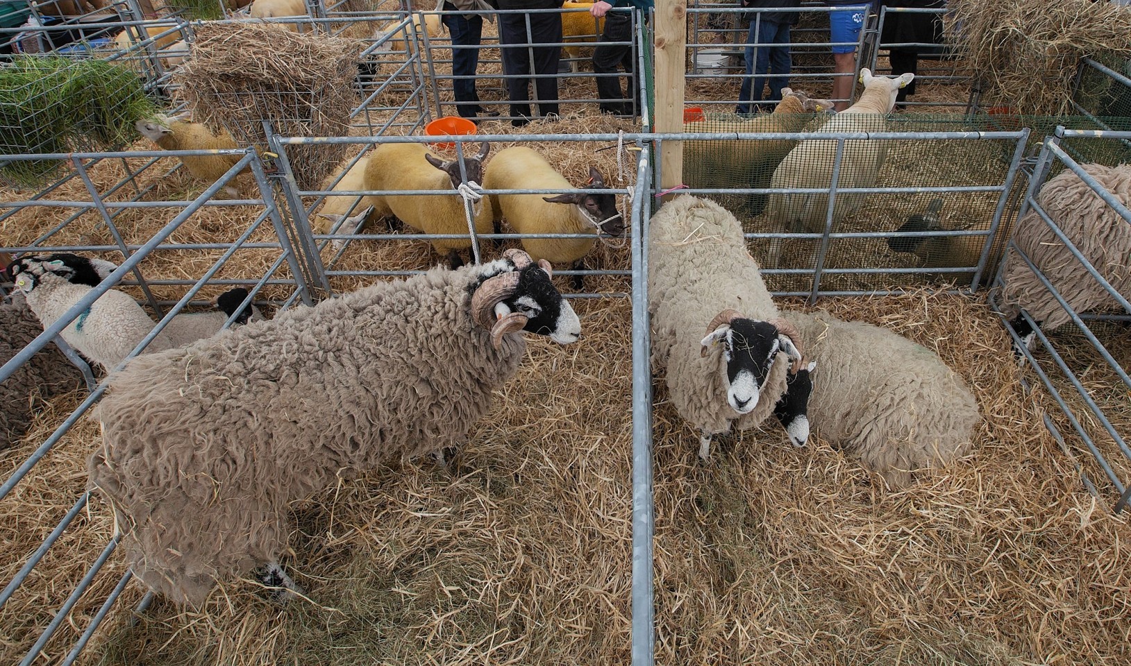 Sheep in their pens waiting on showtime