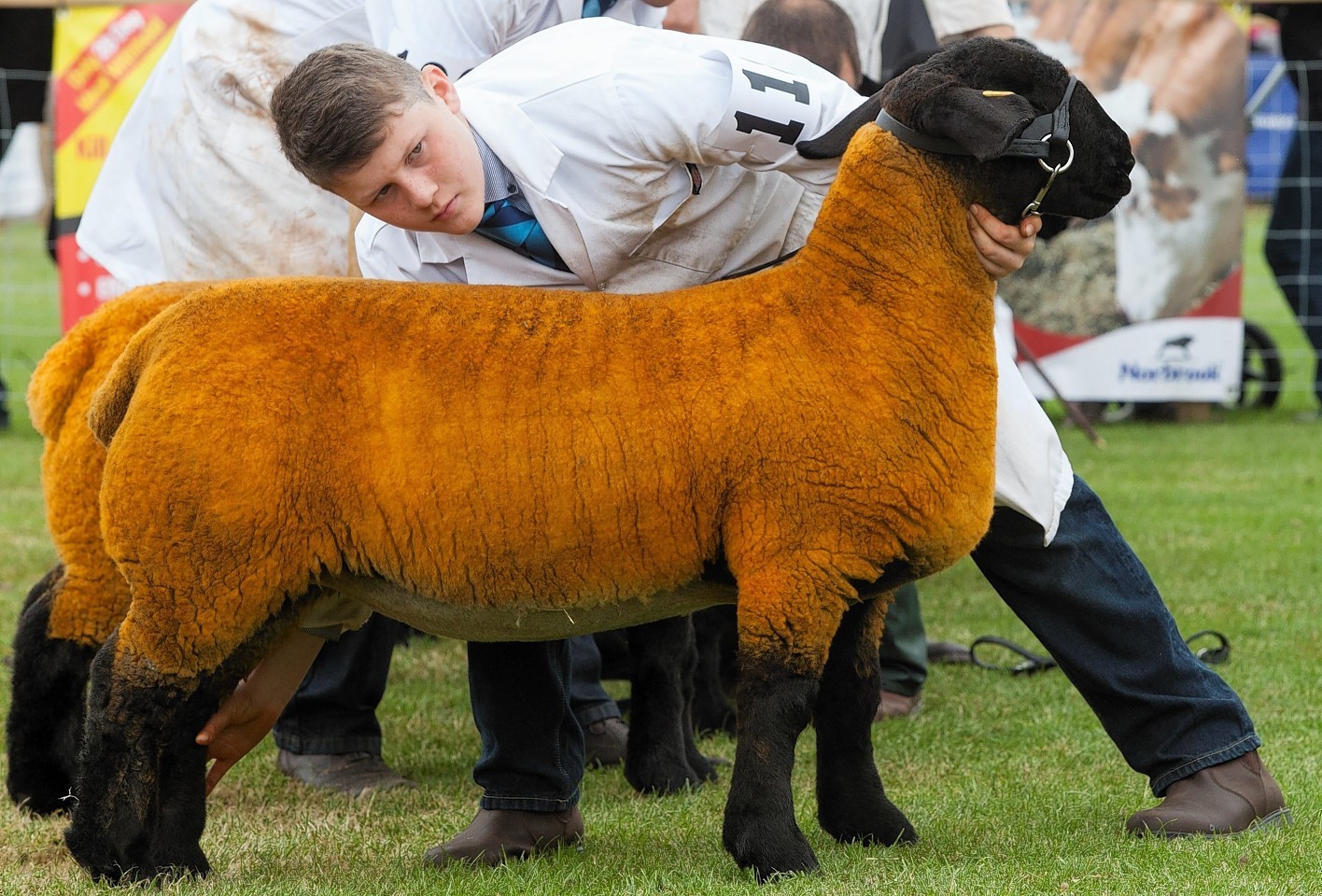 Blackface sheep in the ring at the Royal Highland Show which gets underway as farmers from all over the UK bring their livestock to Edinburgh to showcase the country's greatest animals on the four day event