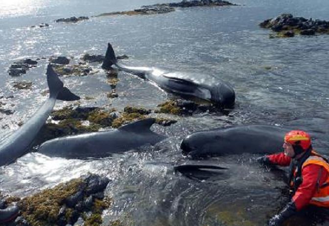 Three whales have died on Skye