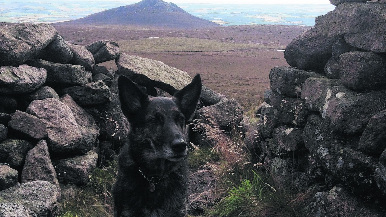 This is Trevor at Oxen Craig with Mither Tap in the background, enjoying a day walking around Bennachie. He lives with the Williams family in Kingswells, Aberdeen.