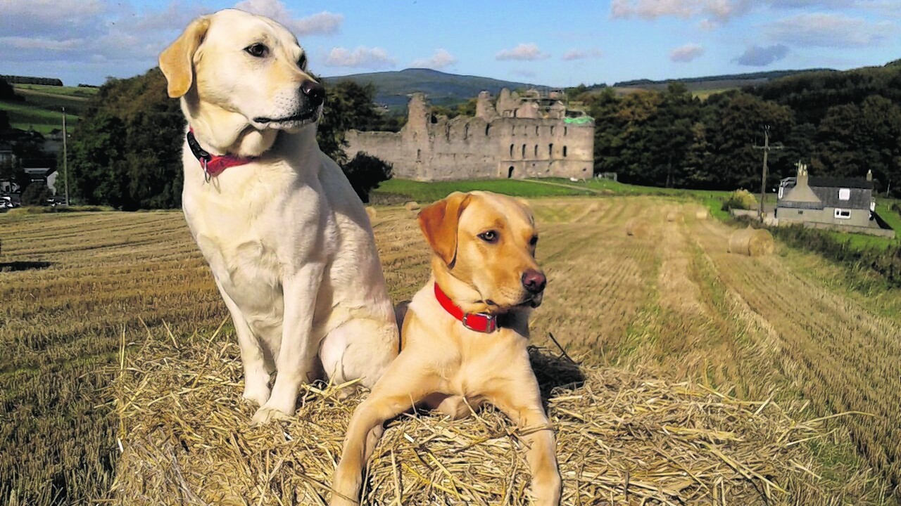 Yellow Labs Heidi and Saffie sitting on a bale with Balvenie Castle, Dufftown, in the background. They live with Carole Riach in Dufftown.