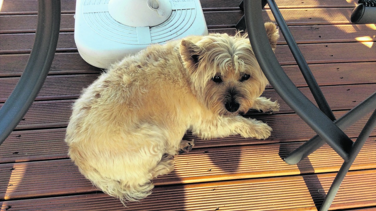 James on a wee break with friend Margaret in Cullen. Here he is just chilling on the deck.