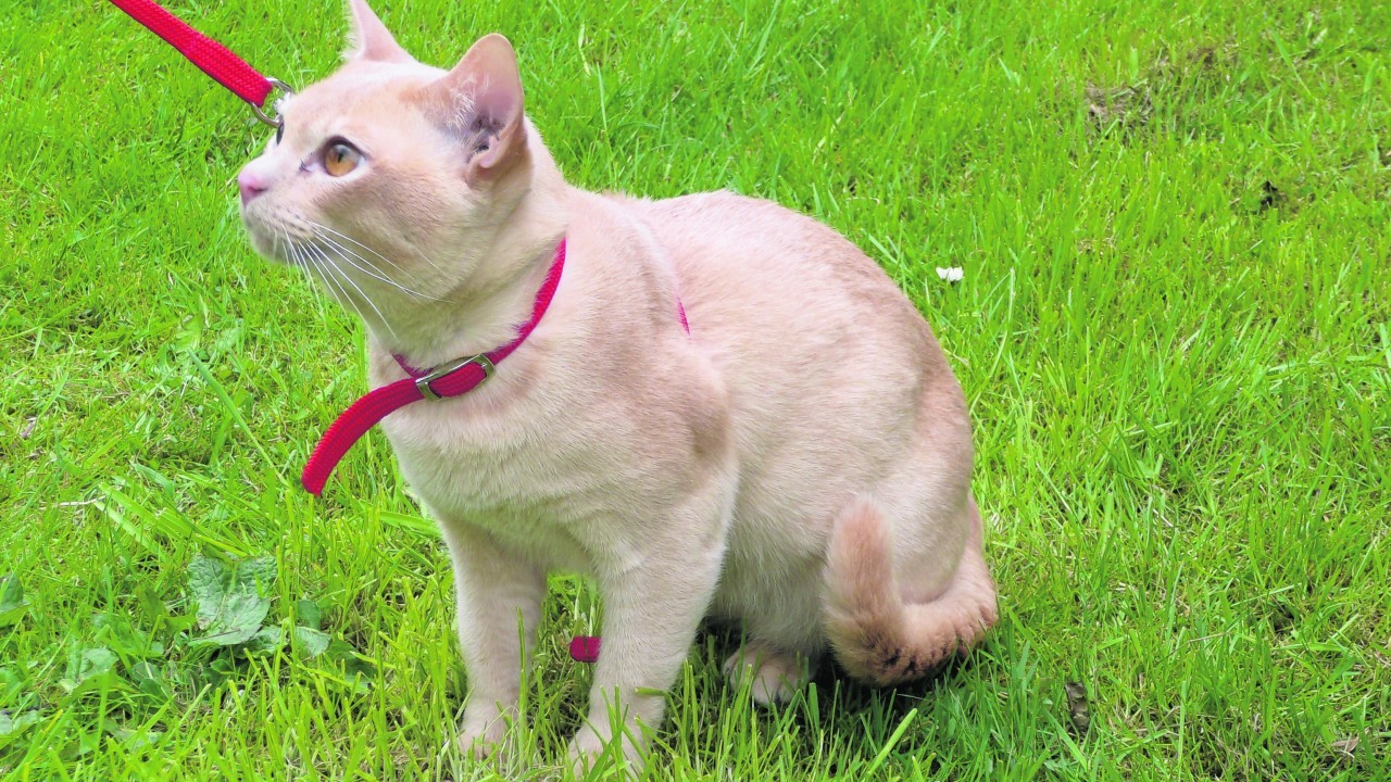 Burmese cat Jimbi lives with Lucy Raeburn in Macduff.