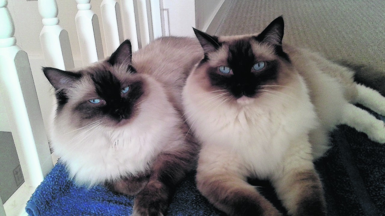 This is Messi and Mittens who stay with Calum and Stephanie in Peterhead.