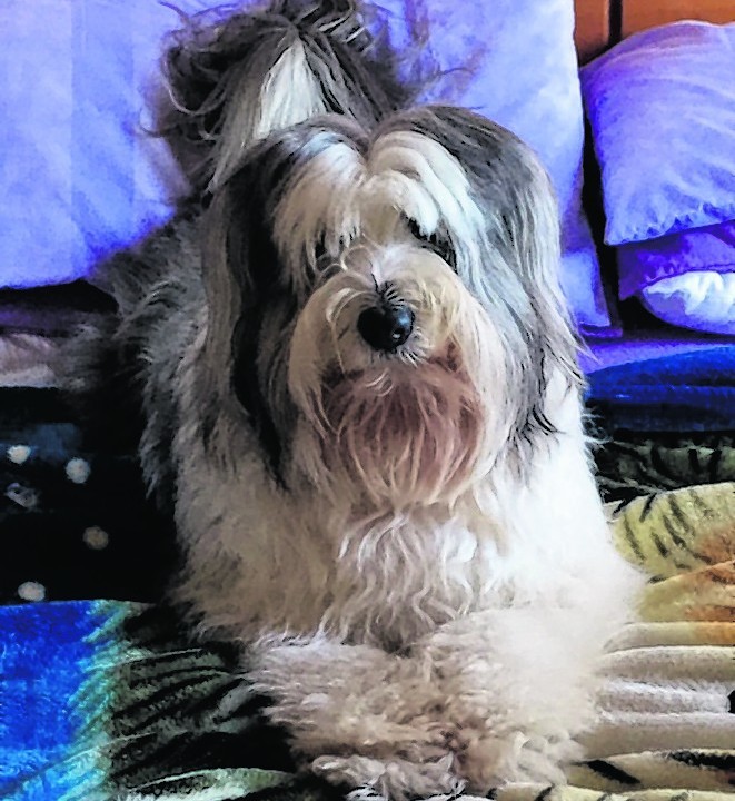Misty, a three-year-old bearded collie, lives with Iain and Catherine in Upper Coll on Lewis.