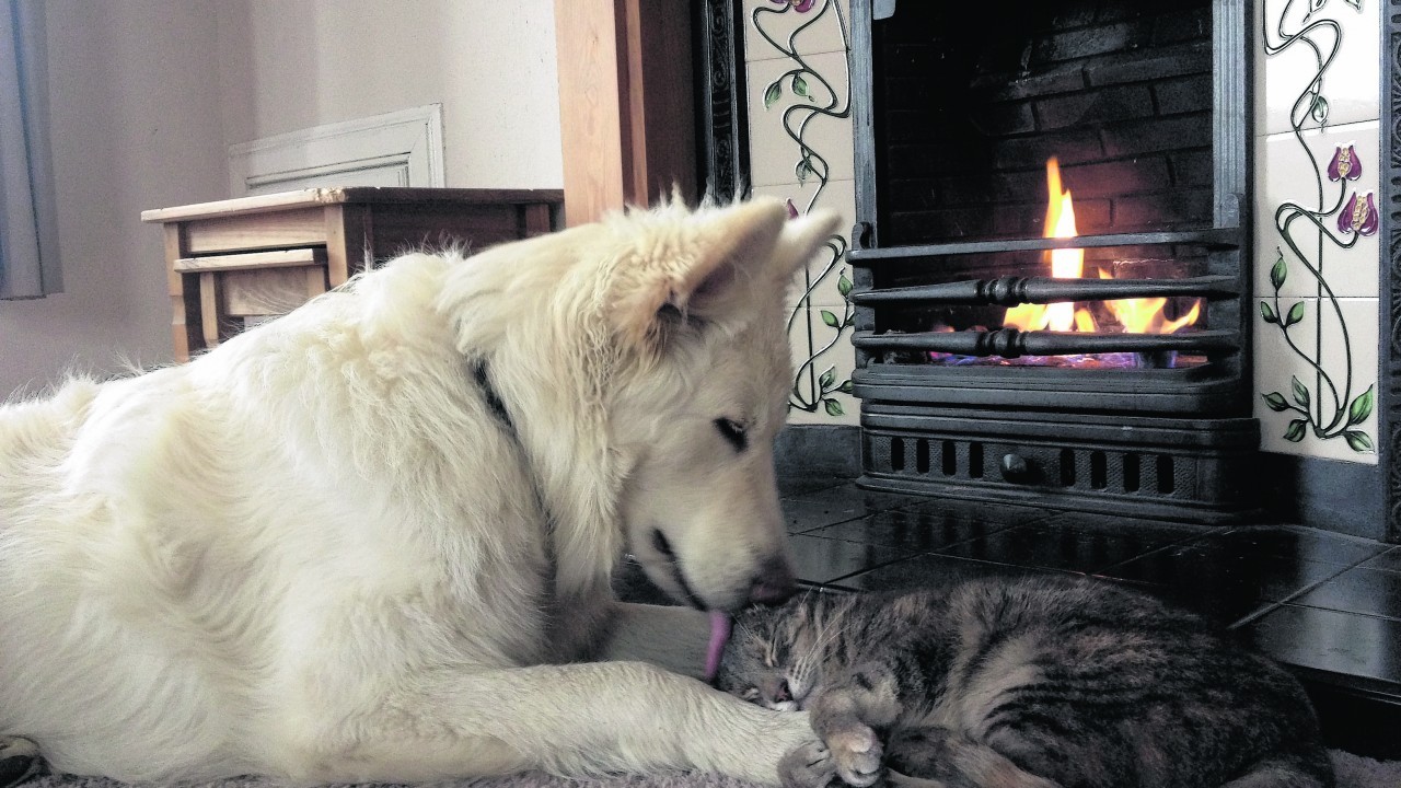 Morris is a white German Shepherd who turned one last month. Here he is photographed with his older cat sister Luna who is finally warming up to having him around. The pair live with Audrey and Ewan Henderson in Dundee and they are our canvas winners this week.