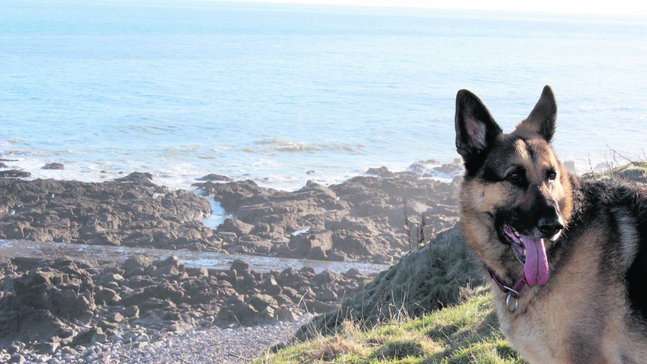 Here is Blade enjoying his walk round the bay of Nigg. His owners are Alison Murray and Shaun Lawrence of Aberdeen.